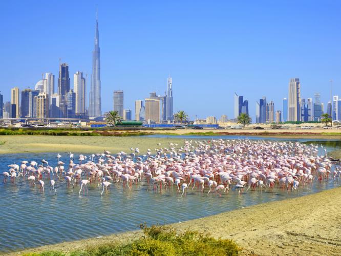 Ras Al Khor